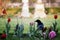 Wild dark crow in the middle of a city garden filled with flower