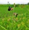 Wild dark purple flower grows among weeds. Black Flower blossom