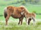 Wild Dartmoor foal and mother