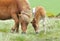 Wild Dartmoor mother and foal