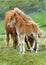 Wild Dartmoor mother and foal.
