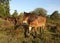 Wild Dartmoor Ponies