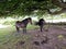 Wild Dartmoor Ponies on Dartmoor National Park Devon