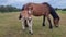 Wild Dartmoor Ponies, Feeding her Foal on dartmoor Devon uk