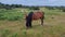 Wild Dartmoor Ponies, Feeding her Foal on dartmoor Devon uk