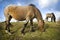 Wild Dartmoor Pony