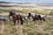 Wild Dartmoor Pony