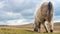 Wild dartmoor pony grazing grass on the moors