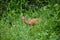 Wild deer and antelopes in the Tanzania National Wildlife Refuge in Africa. Wild free animals in the park.