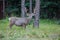 Wild deer in Banff, Alberta, Canada