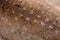 Wild Deer Brown fur skin hair animal texture closeup high detail macro shot