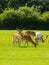 Wild deer English countryside New Forest Hampshire southern uk