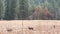 Wild deer family grazing, meadow in Yosemite valley, California wildlife fauna.