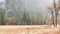 Wild deer family grazing, meadow in Yosemite valley, California wildlife fauna.