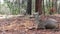 Wild deer family, Yosemite forest, California wildlife fauna, Doe, fawn or hind.