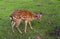 A wild deer of a female runs around the green grass