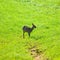 Wild deer graze on a farmland