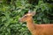 Wild deer with green tree