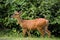 Wild deer with green tree