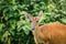 Wild deer with green tree