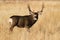 Wild Deer on the High Plains of Colorado - Mule Deer Buck