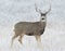 Wild Deer on the High Plains of Colorado - Mule Deer Buck In Fie