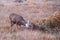 Wild Deer on the High Plains of Colorado - Young Mule Deer Buck