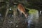 Wild deer in nara city Japan