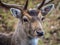 Wild Deer Portrait wildlife image