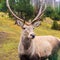 Wild deer posing for the camera standing against a background of