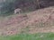 Wild Deer running on the Farm