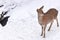 Wild deer in the snow filed