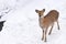 Wild deer in the snow filed