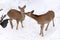 Wild deer in the snow filed