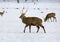 Wild deer walk on winter meadow