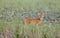 Wild deers outdoors in forest eating grass fearless beautiful and cute