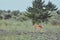 Wild deers outdoors in forest eating grass fearless beautiful and cute