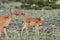 Wild deers outdoors in forest eating grass fearless beautiful and cute