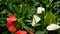 Wild delicate poisonous Calla lily with yellow stamen blooming in the garden as natural floral background.