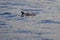 Wild delphins near Tenerife swimming