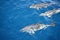 Wild delphins near Tenerife swimming