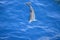 Wild delphins near Tenerife swimming