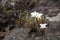 Wild dendrobium infundibulum orchid flower grow on the rock surface with copy space. Phu Luang wildlife sanctuary, Thailand