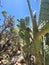 Wild Desert  Cactus  Crop wild Vegatation  Plant Foliage Sky Scene Nature Photography  Jumping Cholla  Prickly Pear