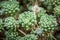 Wild desert cactus flower or cacti bloom