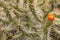 Wild desert cactus flower. Somewhere in Bolivia.