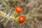 Wild desert cactus flower. Somewhere in Bolivia.