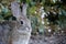 Wild Desert Cottontail Rabbit Up Close in Front of Foliage