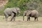 Wild Desert Elephants in Namibia Africa