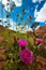 Wild Desert Flowers Blossoms Utah Landscape Vertical Composition